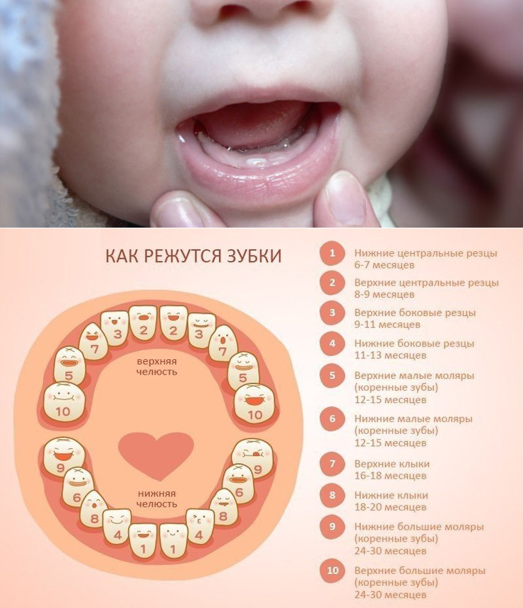 Сколько зубов у ребенка в год