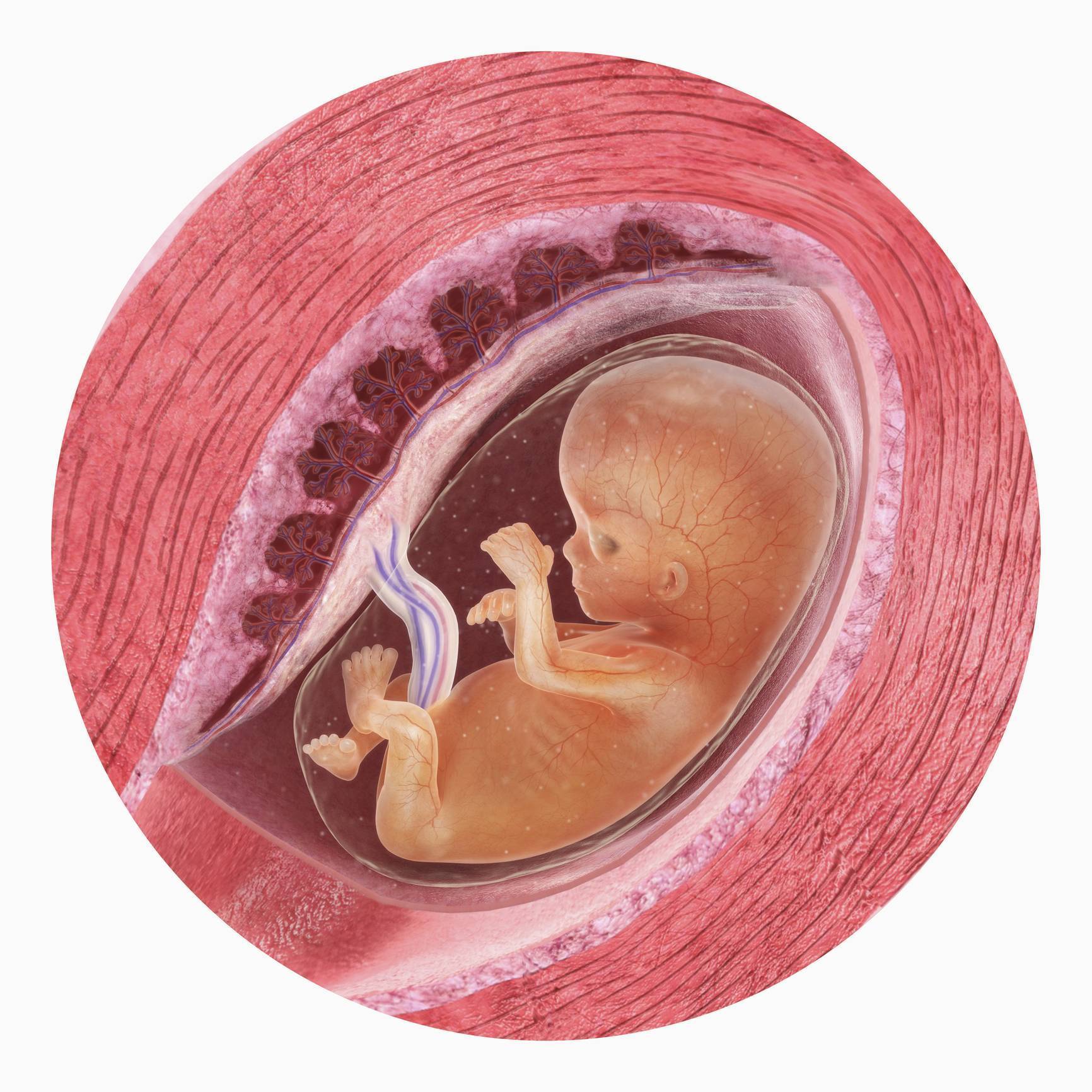 Плацента на какой неделе. Эмбрион на 11 неделе беременности. 11 Неделя беременности 11 неделя беременности. 11 Недель беременности фото плода. Плод 11 недель беременности фото размер плода.