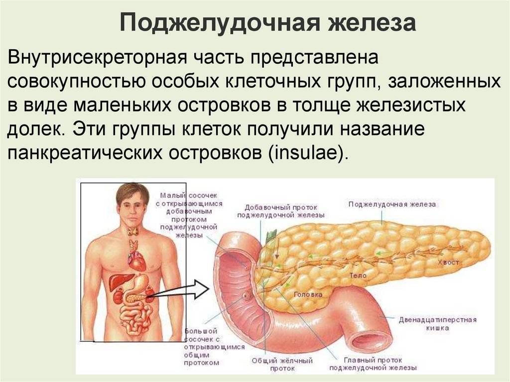 Поджелудочная диффузные реактивные