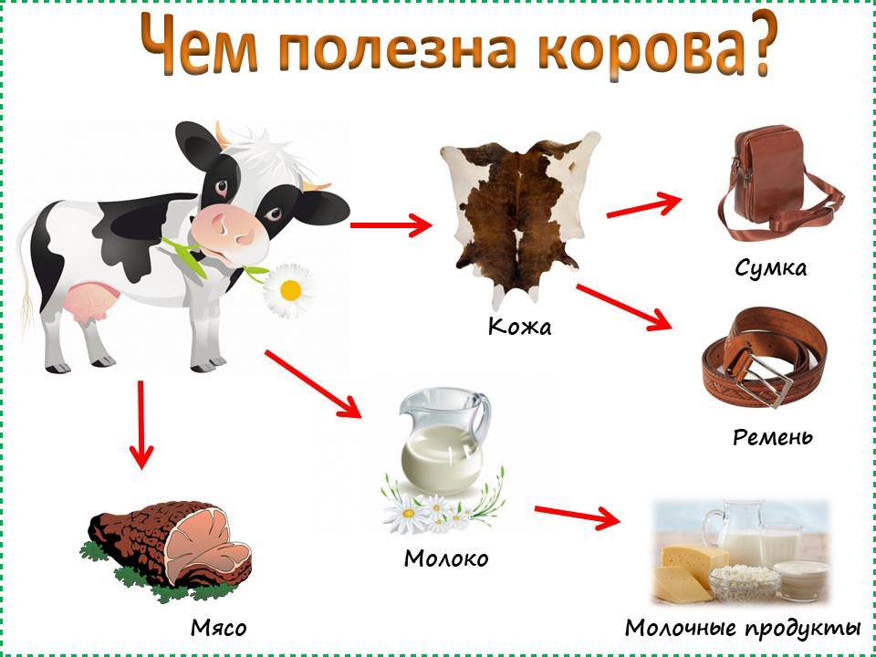 5 животных, которых можно завести ребенку 5-8 лет  - дети - новости ижевска, удмуртии, россии на сайте ижлайф.