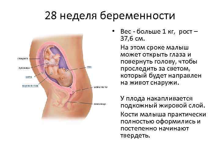 28 неделя беременности