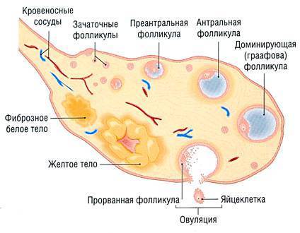 Фолликулогенез и овуляция. процесс течения и мониторинг