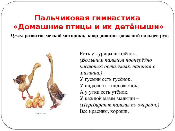 Картотека подвижных игр и пальчиковой гимнастики по темам "домашние и дикие животные и птицы" - дошкольное образование, мероприятия