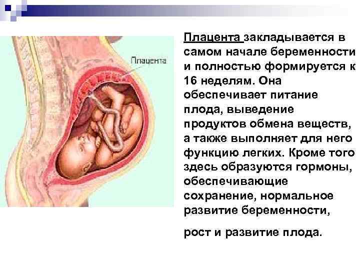 Когда формируется плацента при беременности: сроки и особенности процесса