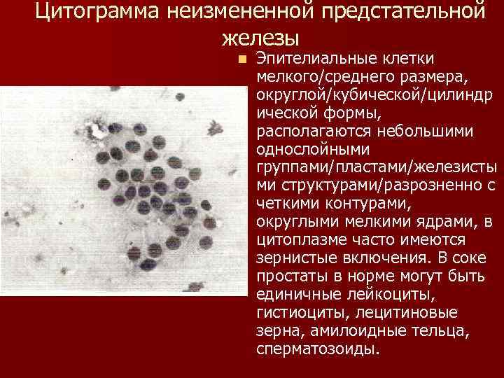 Количество эпительных клеток в образце