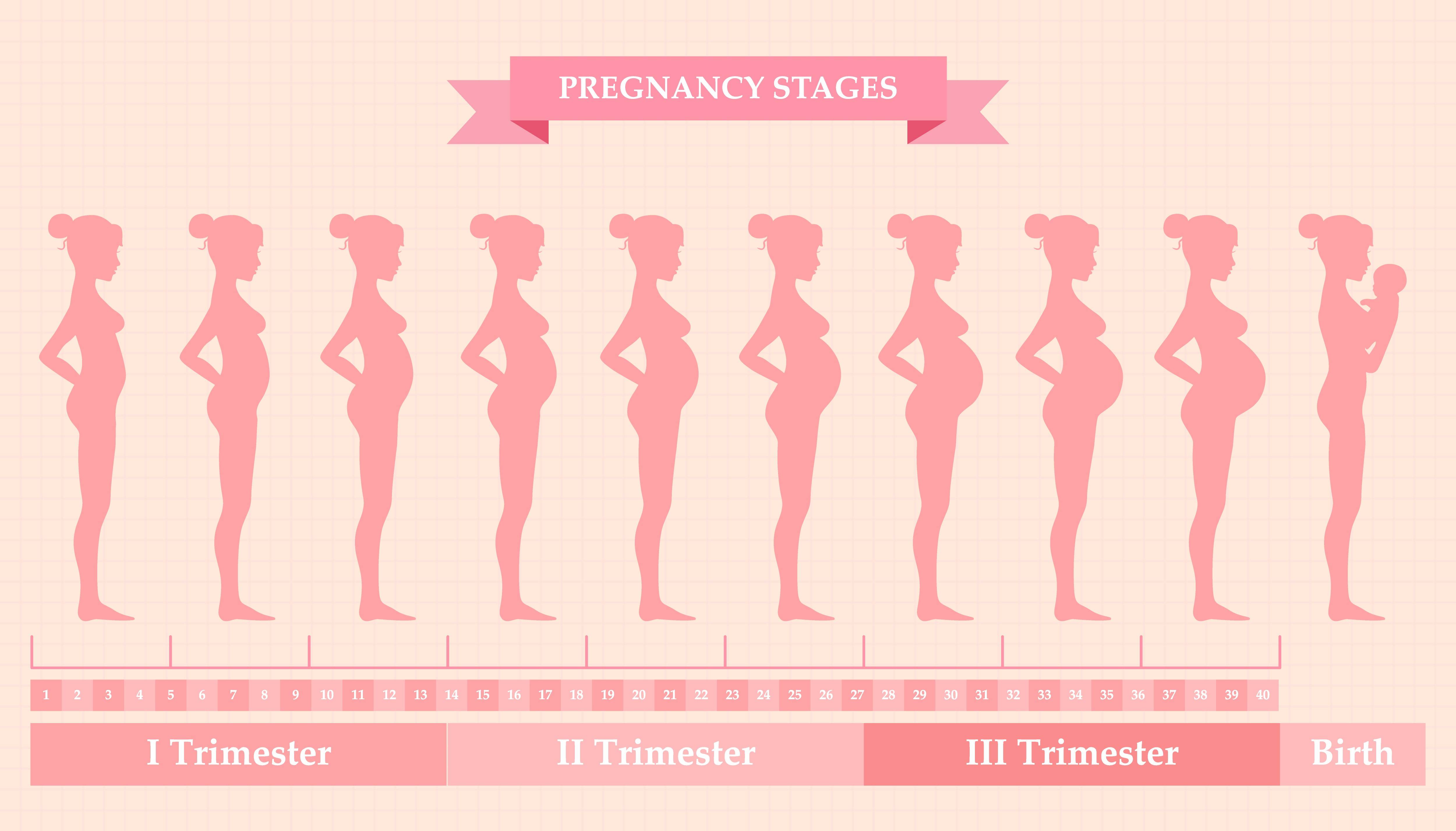 Первые триместра это сколько. Триместры беременности по неделям. 2 Триместр беременности. 1 2 3 Триместр беременности. 1 Триместр беременности.
