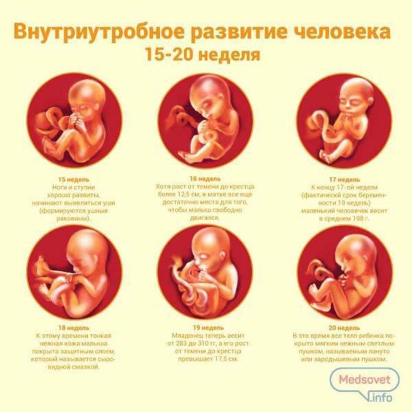 На каком сроке беременности (неделя, месяц) можно определить пол ребёнка: узнать на узи, рассчитать по сердцебиению и прочее