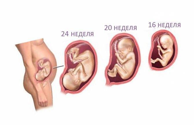 На какой недели ребенок переворачивается вниз головкой. Ребенок расположен головой вниз. Ребенок в утробе головой вниз. Переворачивание ребенка в утробе. Расположение ребёнка в утробе матери.