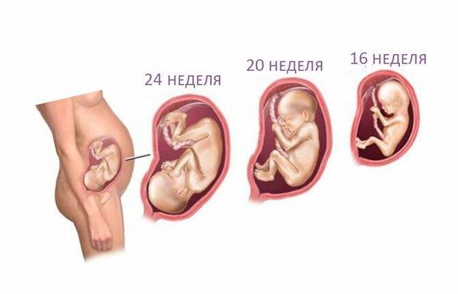 На какой неделе беременности ребенок переворачивается вниз