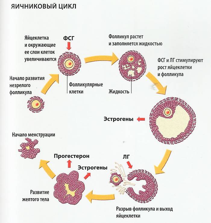 Схема овуляции оплодотворения дробления имплантации