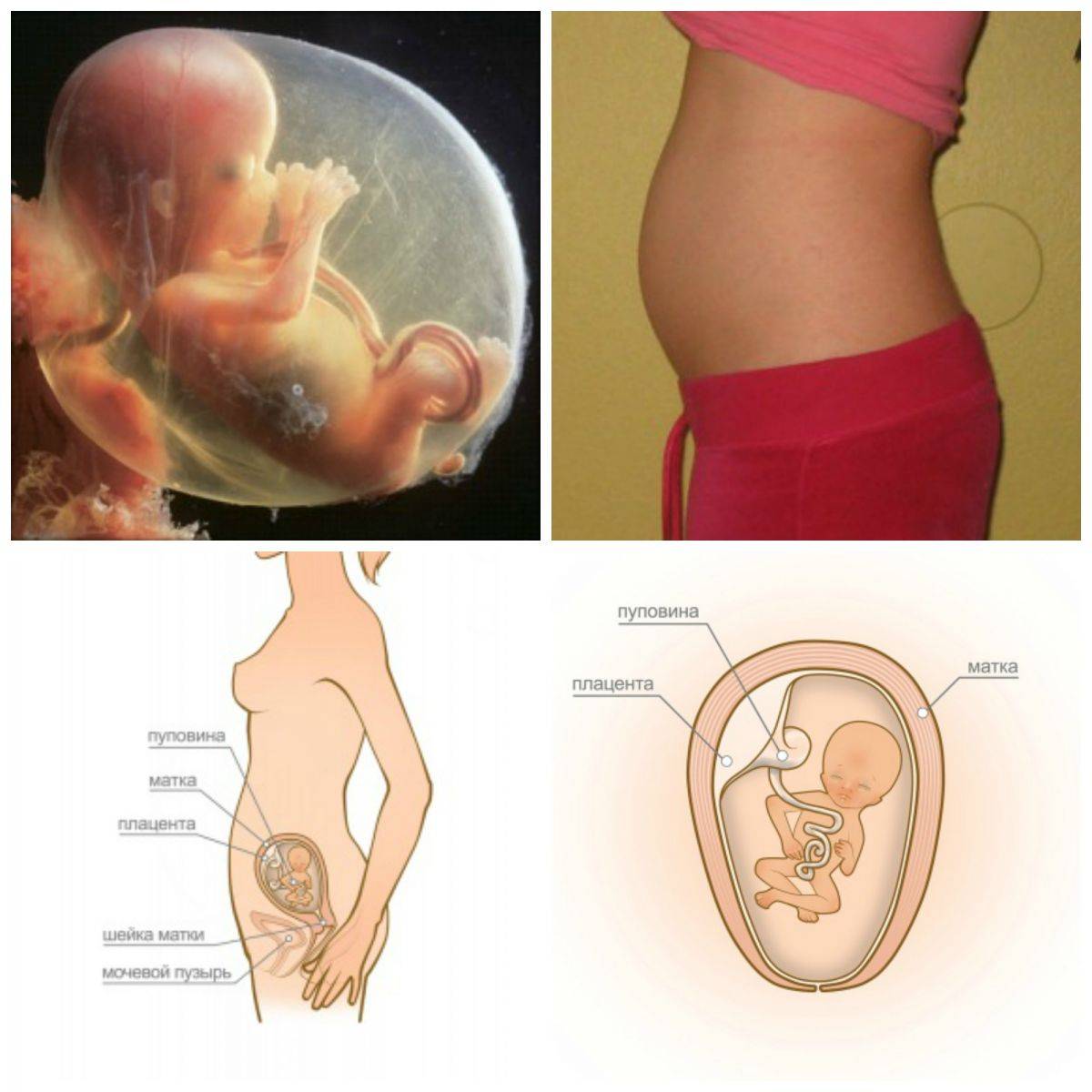 Что нужно знать будущей маме о первом триместре беременности