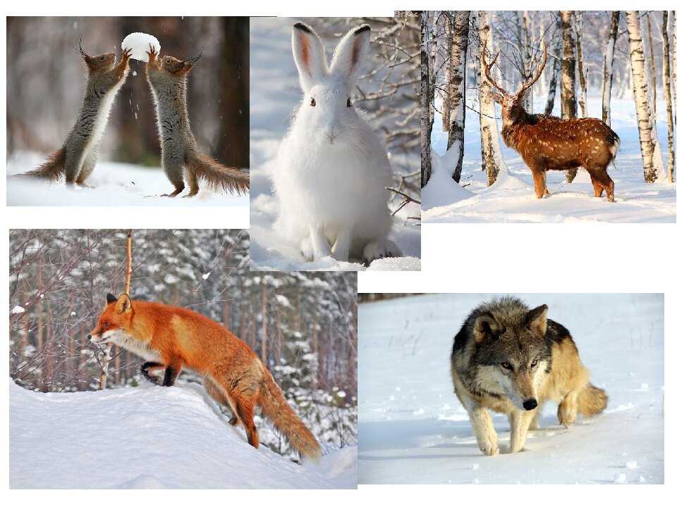 12 животных, которые меняют цвет (с фото)