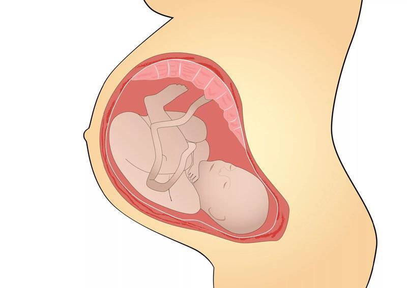 Сколько пульсирует пуповина после родов и почему она должна отпульсировать?