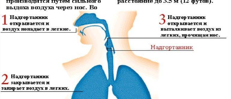 Где скапливаются сопли в носу схема
