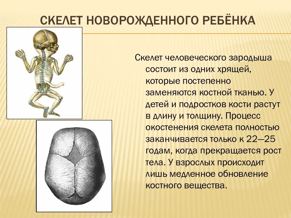 Факты по анатомии человека