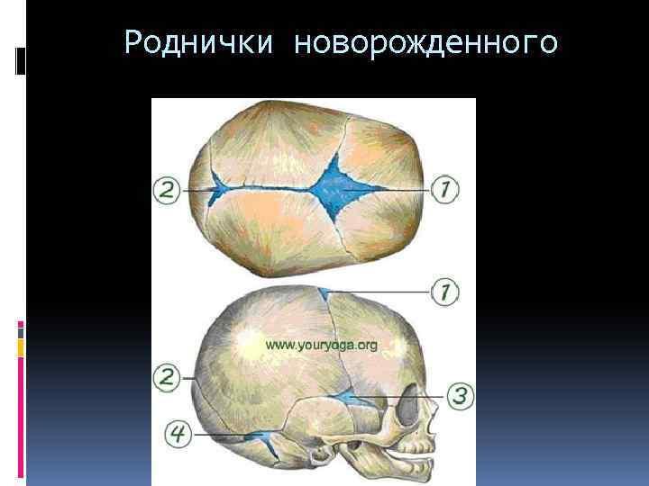 Родничок у новорожденных и всё о нём: где находится, когда зарастает, нормы (большой и маленький)?