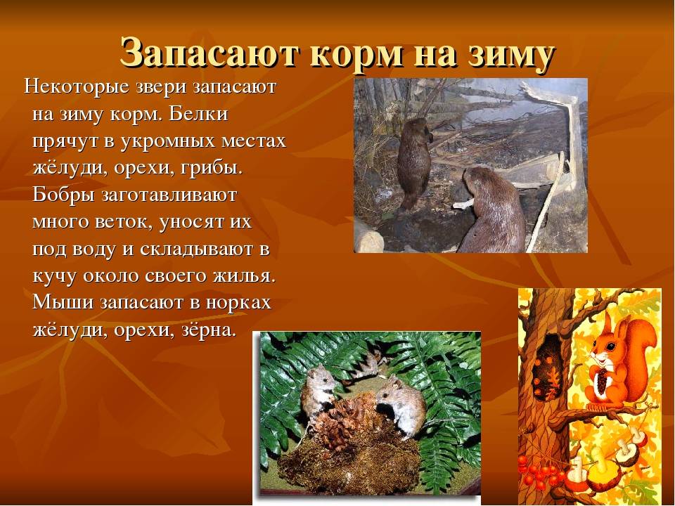 Презентация на тему "как звери готовятся к зиме."