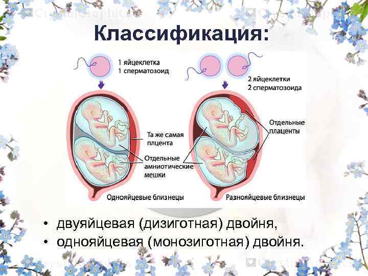 Как забеременеть двойняшками с помощью эко - статья репродуктивного центра «за рождение»