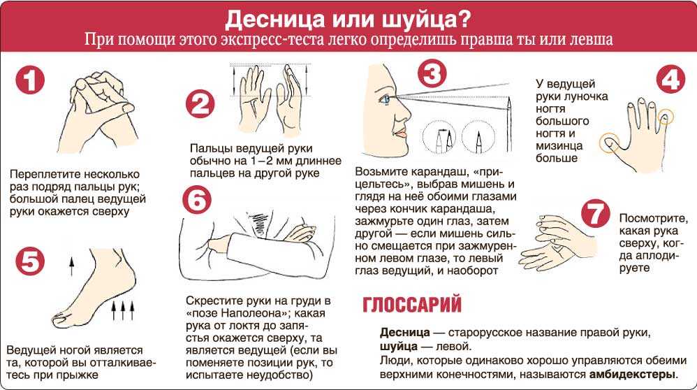 Левша и правша: отличия в развитии и воспитании детей