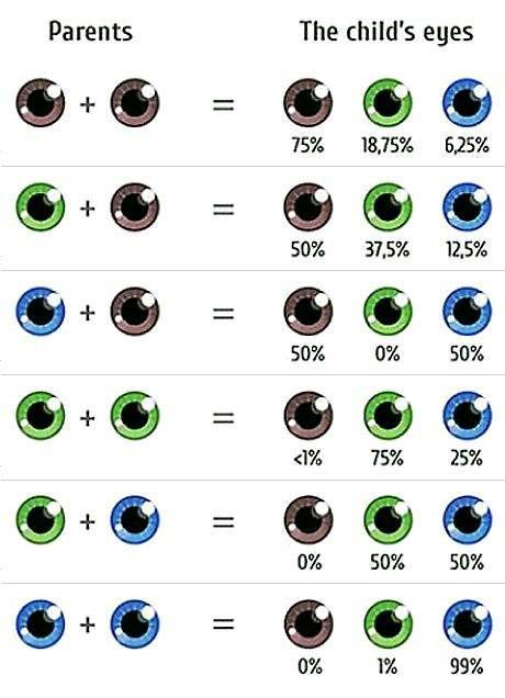 Как узнать, какого цвета будут глаза у ребёнка: влияние цвета глаз на характер ❗️☘️ ( ͡ʘ ͜ʖ ͡ʘ)