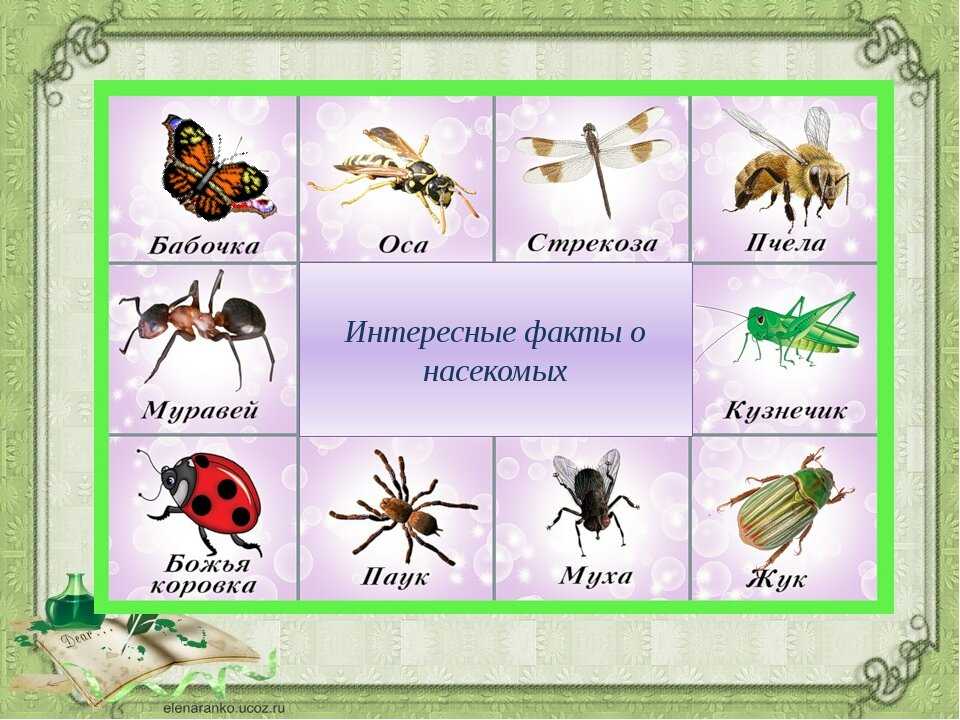 Произведения о насекомых для детей 5-6-7 лет