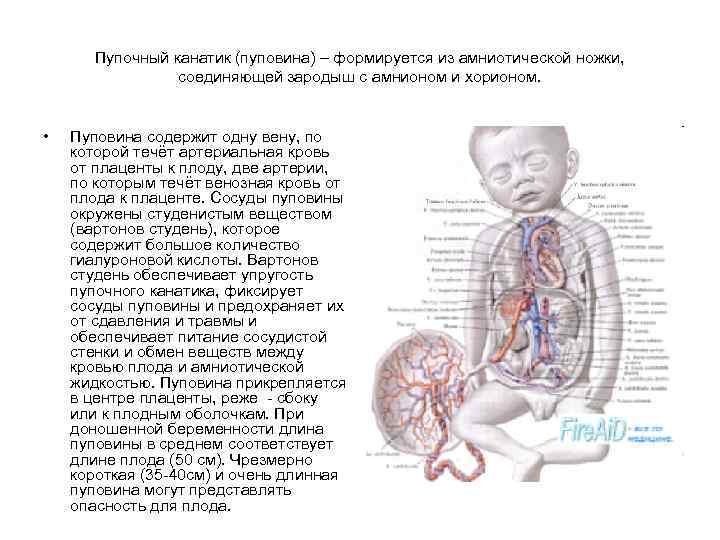 Ребенок и пуповина схема прикрепления к матери