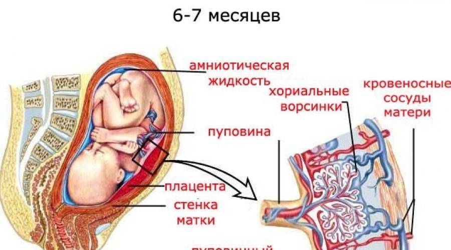 Плод человека получает кислород через. Гипоксия. Внутриутробная гипоксия проявления. Нехватки кислорода у беременных. Тромбоз артерии пуповины у плода.