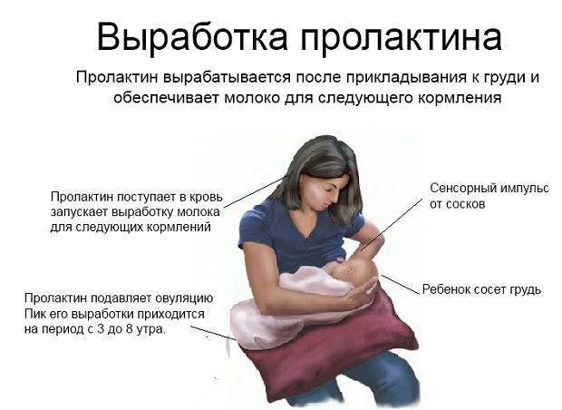 Грудное кормление новорожденных сразу после родов:  практические советы и инструкции