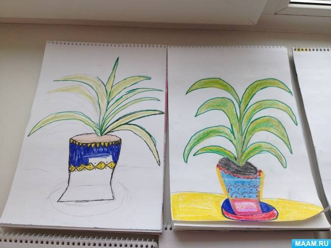 Рисование «комнатные растения»: старшая группа детского сада, поэтапно