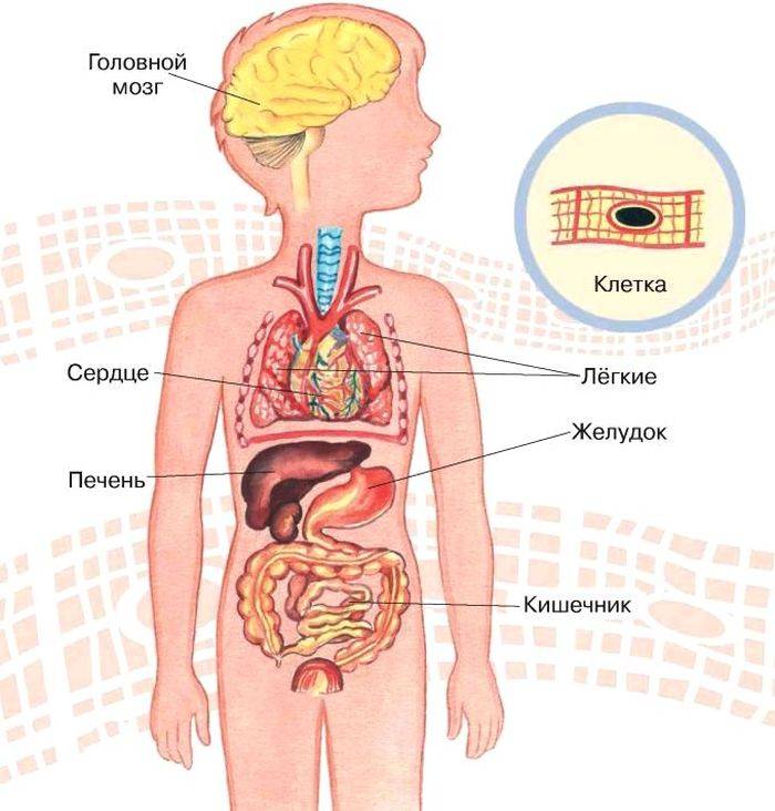 Части тела человека и их строение (окружающий мир, 2 класс)