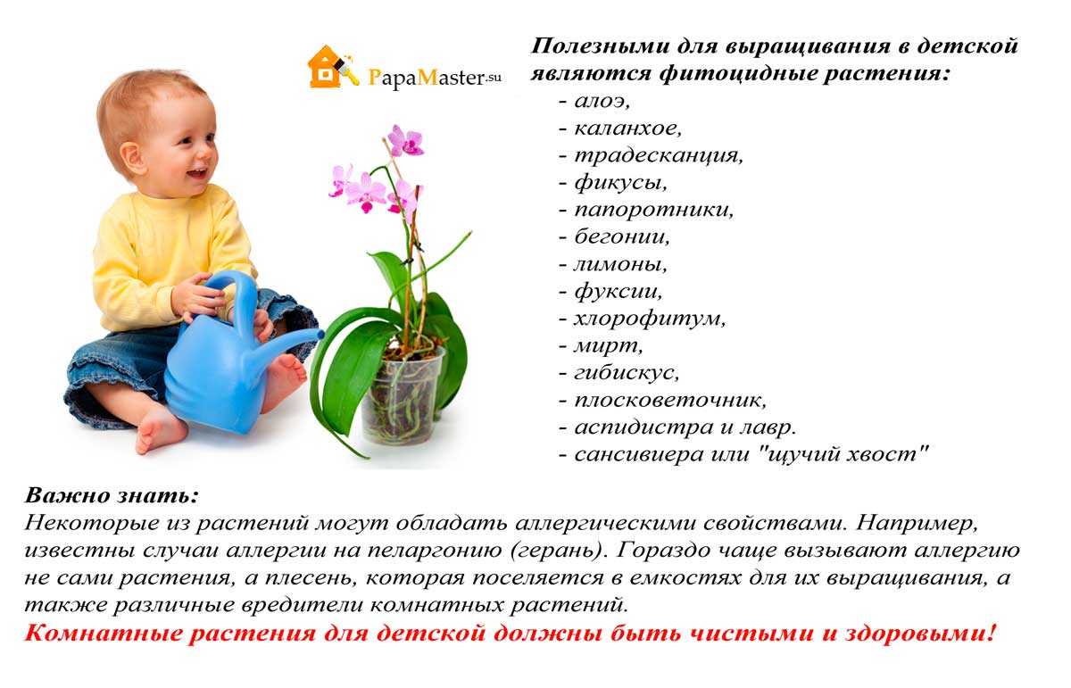 Комнатные цветы для детской, какие растения нельзя