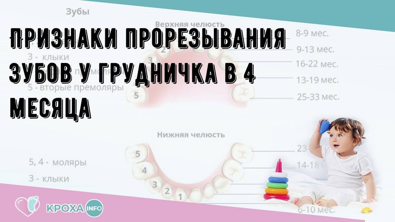 Режутся зубы у ребенка во сколько месяцев. Симптомы при прорезывании зубов. Прорезывание зубов в 4 месяца.