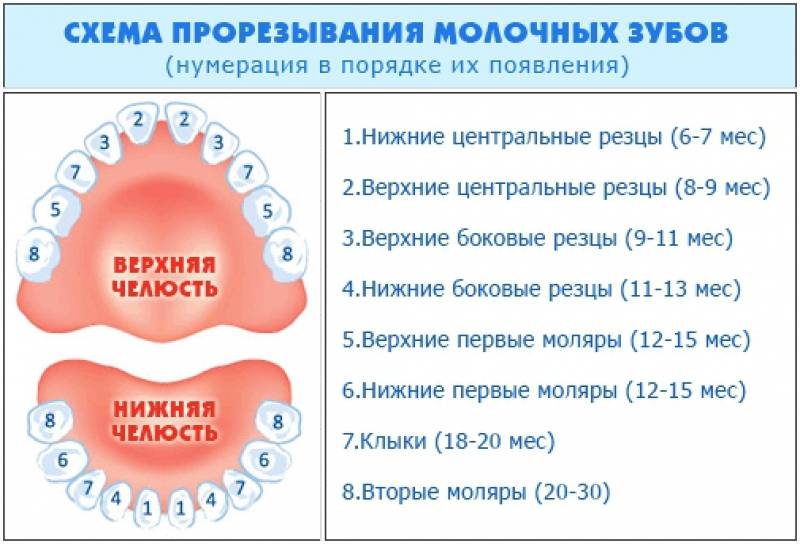 Прорезывание зубов в 2 месяца: норма или аномалия