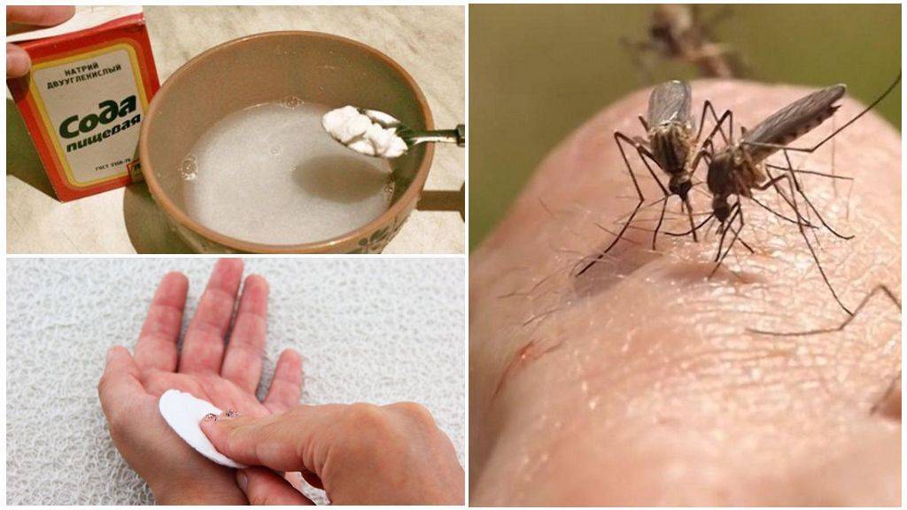 Первая помощь детям при укусах насекомых | служба дезинсекции дезстанция