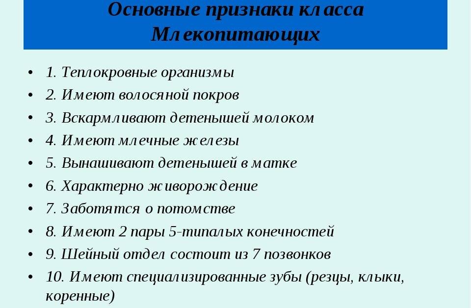 Класс млекопитающие: общая характеристика, строение, роль в природе