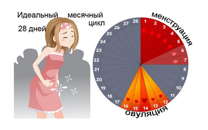 Менструальный цикл – что это такое, основные симптомы и фазы периода менструации | нормы дней месячных, интенсивность кровотечений | o.b.®