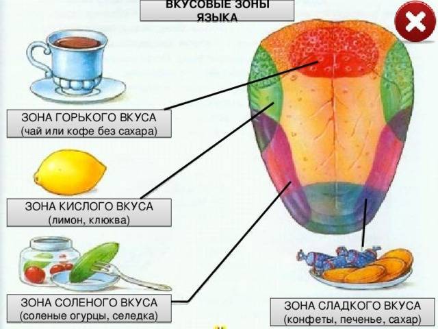 Какими цифрами на рисунке обозначены зоны языка которые воспринимают сладкий и горький вкусы