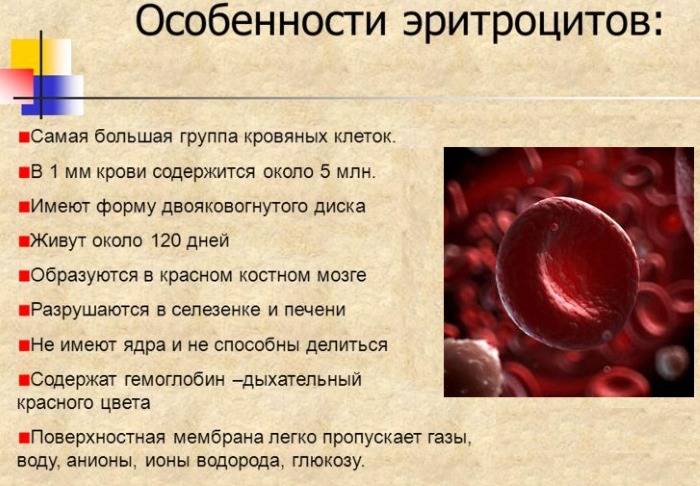 Общий анализ крови – подробная расшифровка: о каких заболеваниях и состояниях свидетельствует повышение или понижение значения каждого основного параметра крови у взрослых и детей