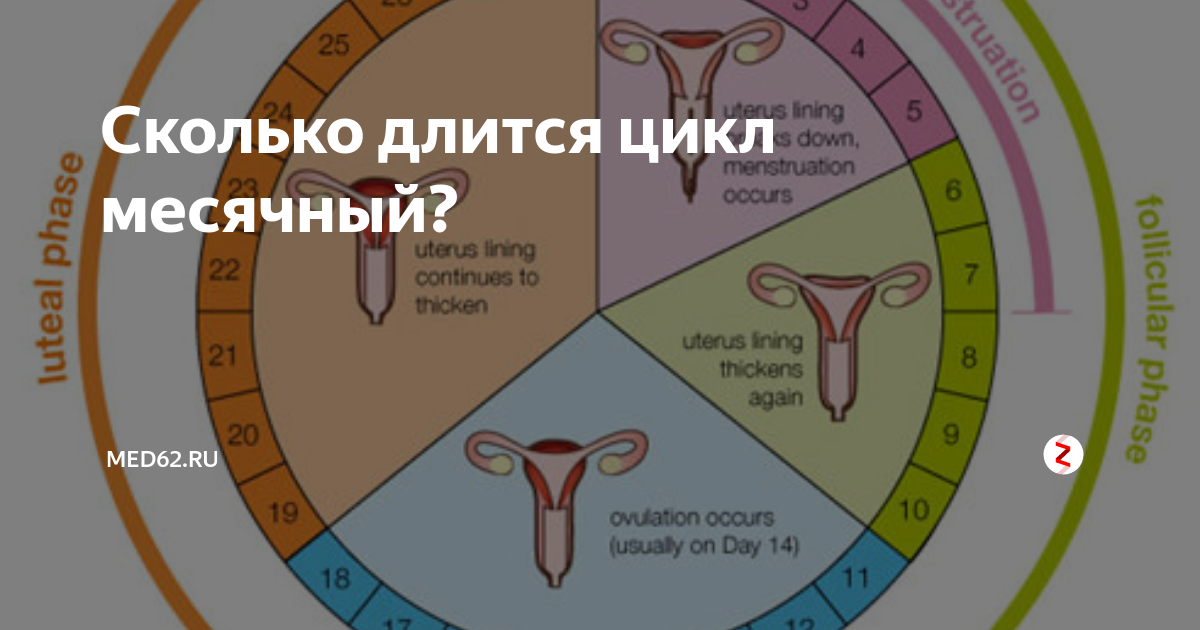 Короткий менструальный цикл – причины и лечение