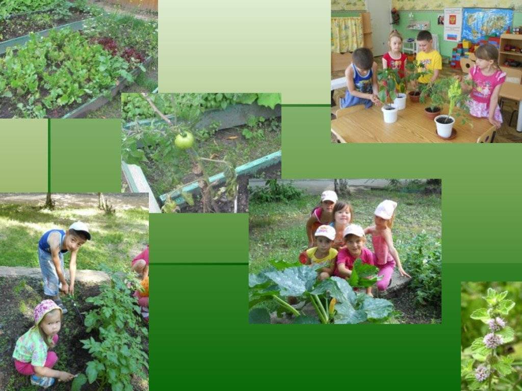 Экологическое воспитание дошкольников в детском саду