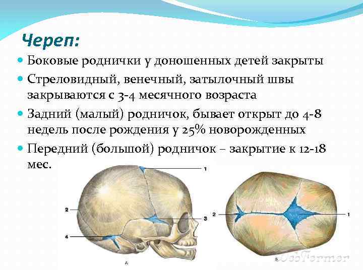 Когда должен зарастать родничок у малыша?