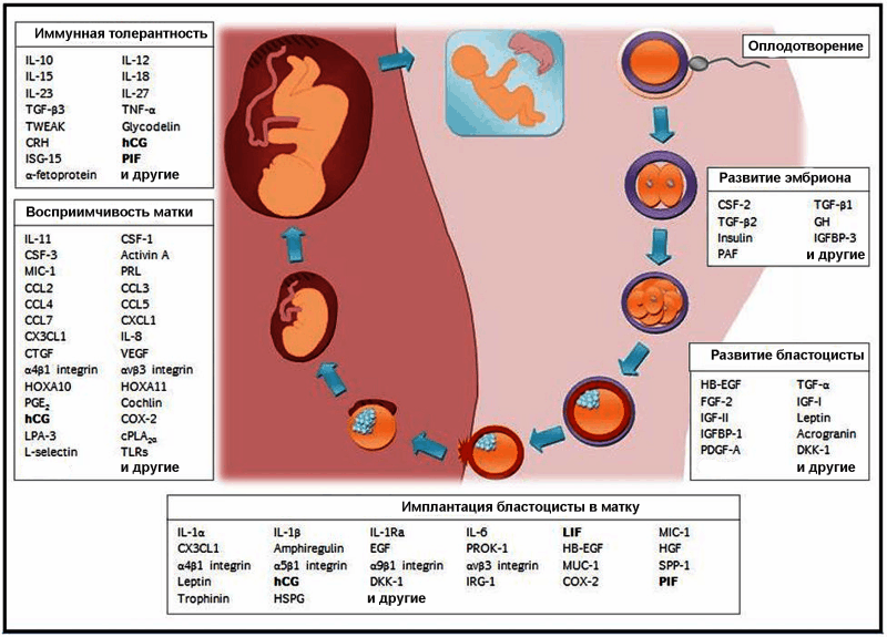 Имплантация эмбриона - признаки и ощущения