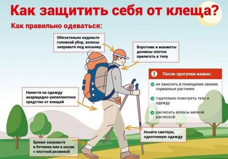 Как защитить ребенка на природе от клещей? - болталка для мамочек малышей до двух лет - страна мам