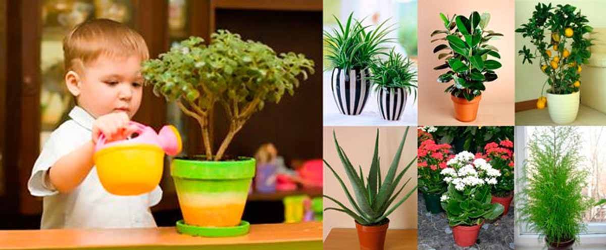 Самые полезные комнатные растения для детской