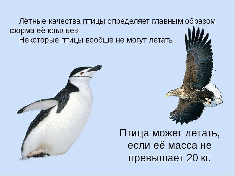 Все птицы умеют летать отрицание к высказыванию. Птицы разного полета цитаты. Почему птицы могут летать. Потому что птицы летают. Птица качество.