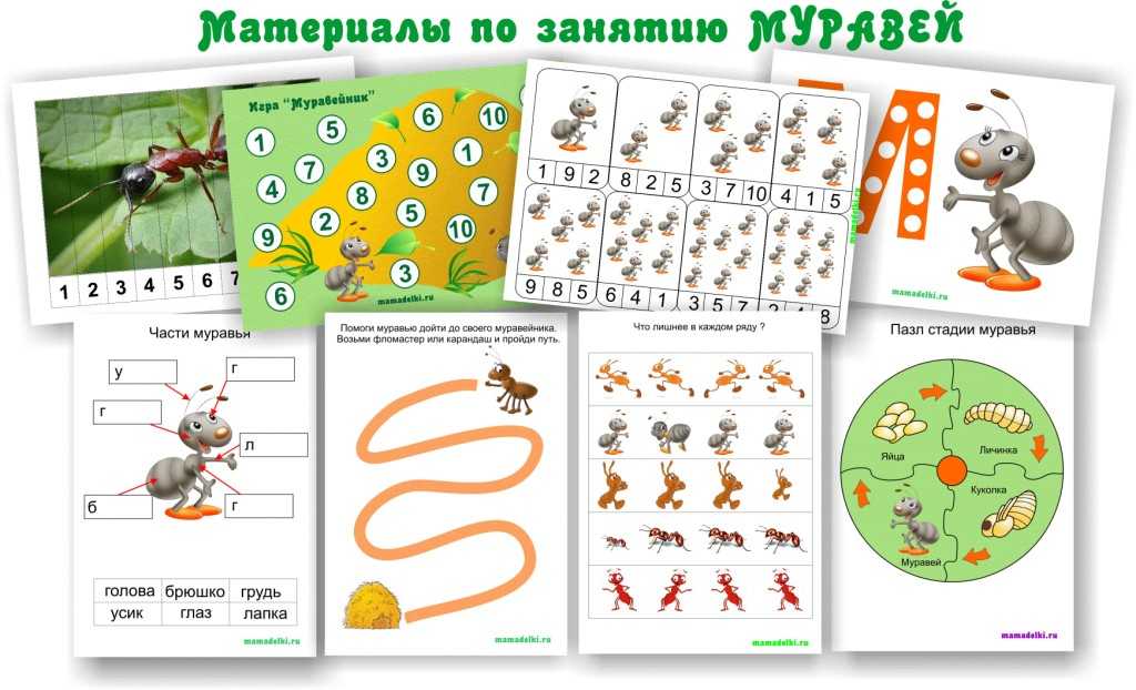 Проект «удивительный мир муравейника»