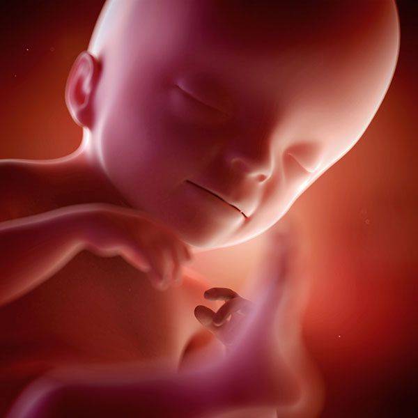 21 неделя беременности: развитие плода и ощущения беременной