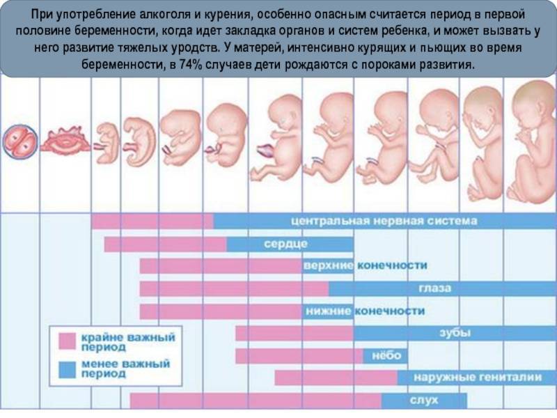 На каком сроке можно родить жизнеспособного малыша - детская городская поликлиника №1 г. магнитогорска