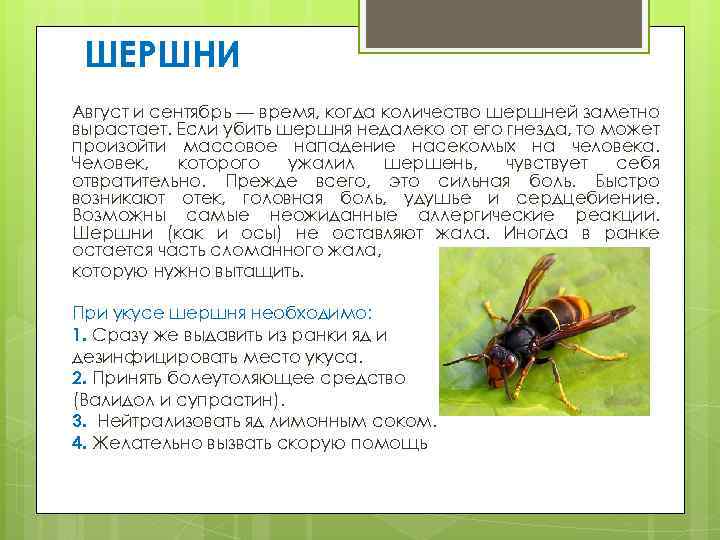 Насекомые едят листья оказывается и листик может схватить мошку план к тексту