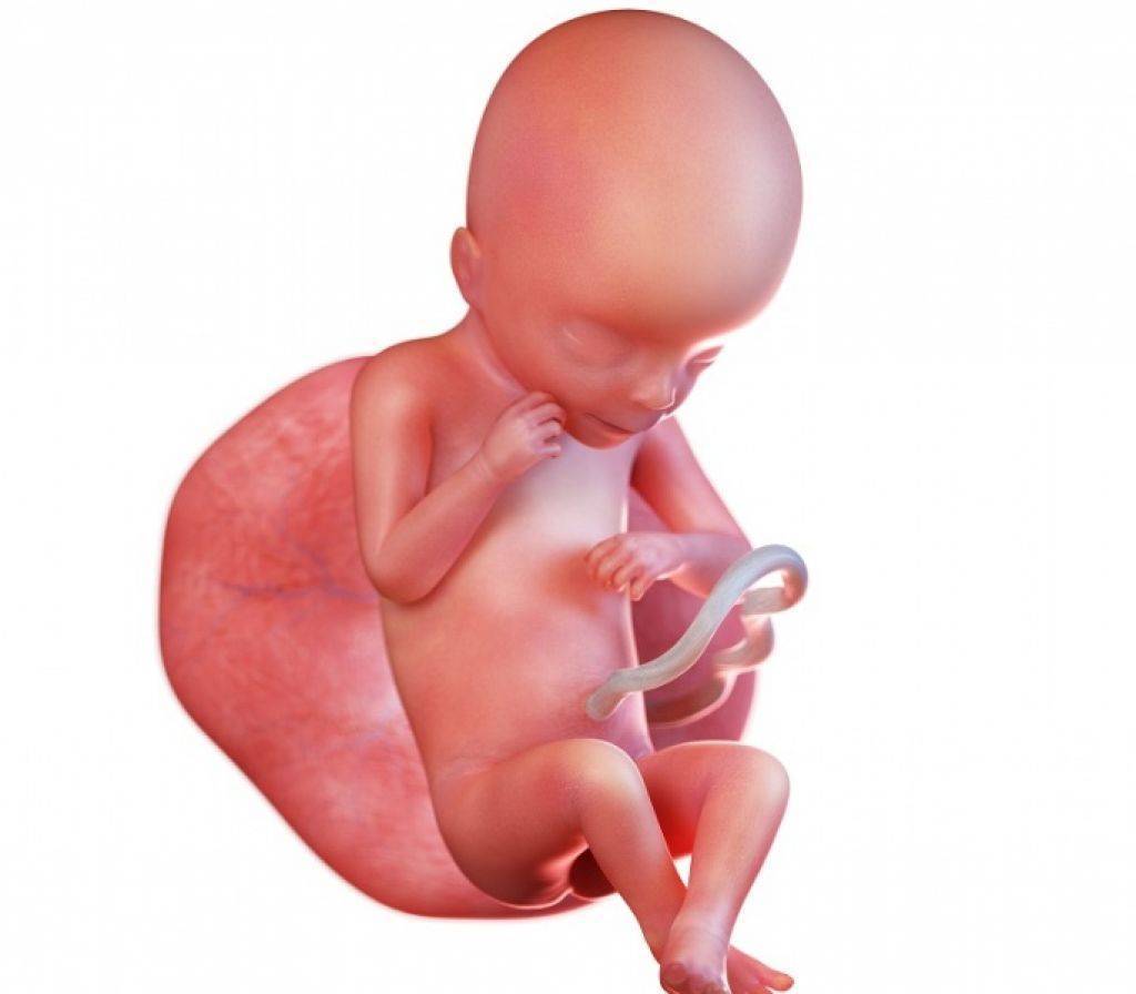 21 неделя беременности развитие и фото — евромедклиник 24